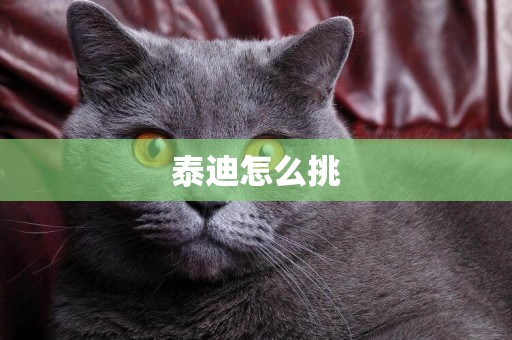 泰迪怎么挑