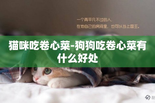 貓咪吃卷心菜-狗狗吃卷心菜有什么好處