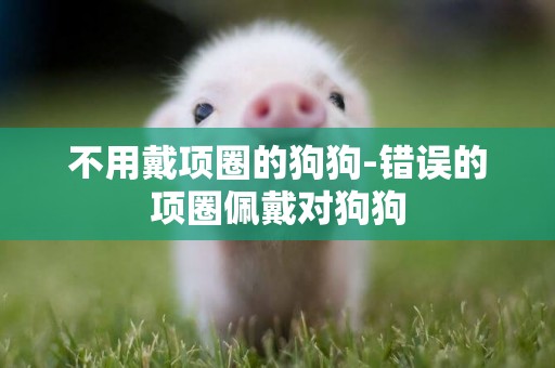 不用戴項圈的狗狗-錯誤的項圈佩戴對狗狗