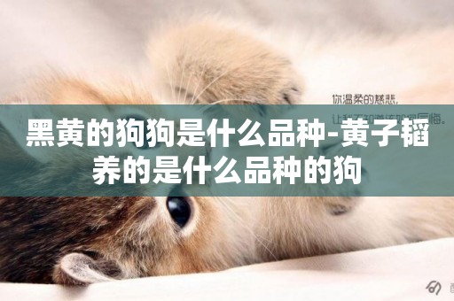 黑黃的狗狗是什么品種-黃子韜養的是什么品種的狗