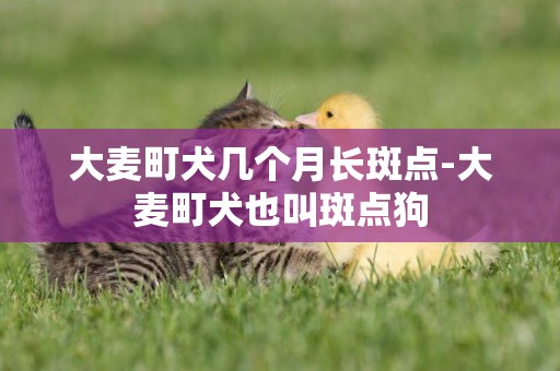 大麥町犬幾個月長斑點-大麥町犬也叫斑點狗