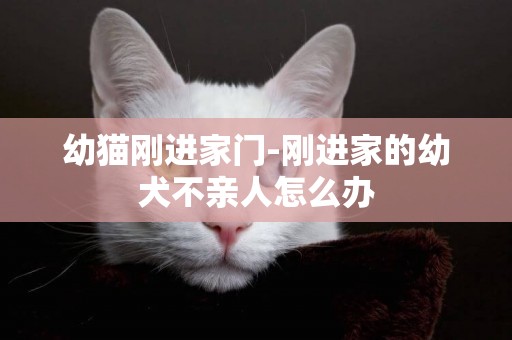 幼貓剛進家門-剛進家的幼犬不親人怎么辦
