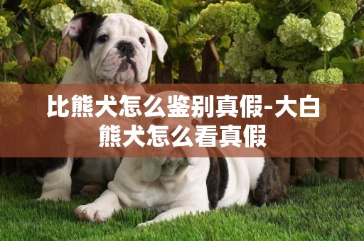 比熊犬怎么鑒別真假-大白熊犬怎么看真假
