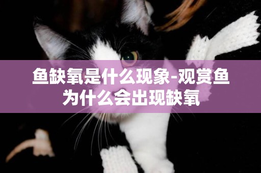 魚缺氧是什么現象-觀賞魚為什么會出現缺氧