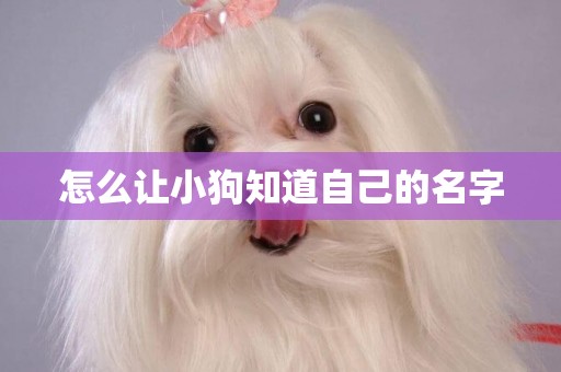 怎么讓小狗知道自己的名字