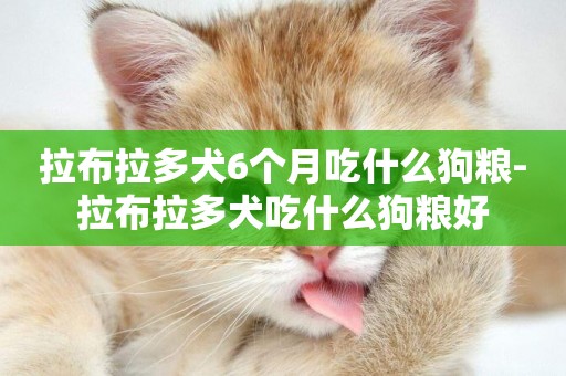 拉布拉多犬6個月吃什么狗糧-拉布拉多犬吃什么狗糧好