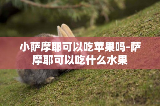 小薩摩耶可以吃蘋果嗎-薩摩耶可以吃什么水果