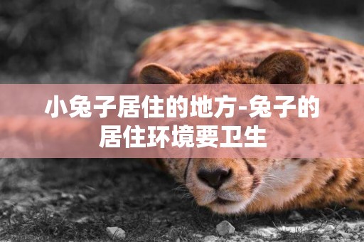 小兔子居住的地方-兔子的居住環境要衛生