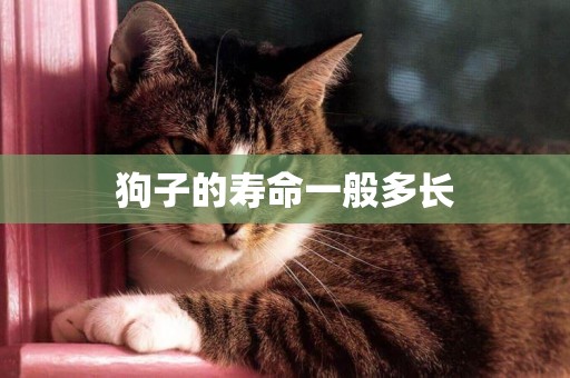 狗子的壽命一般多長