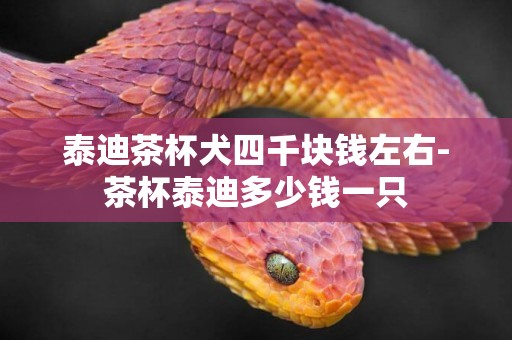 泰迪茶杯犬四千塊錢左右-茶杯泰迪多少錢一只
