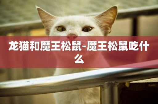 龍貓和魔王松鼠-魔王松鼠吃什么