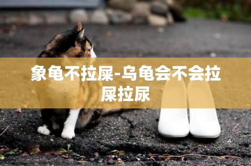 象龜不拉屎-烏龜會不會拉屎拉尿