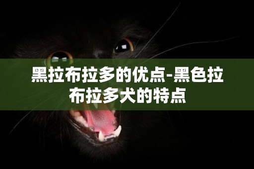 黑拉布拉多的優點-黑色拉布拉多犬的特點