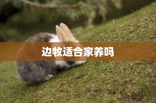 邊牧適合家養嗎