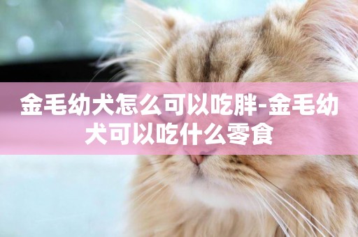 金毛幼犬怎么可以吃胖-金毛幼犬可以吃什么零食