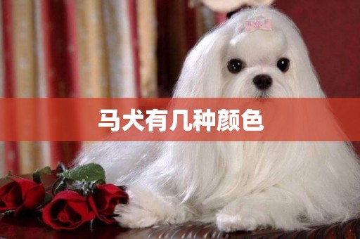 馬犬有幾種顏色