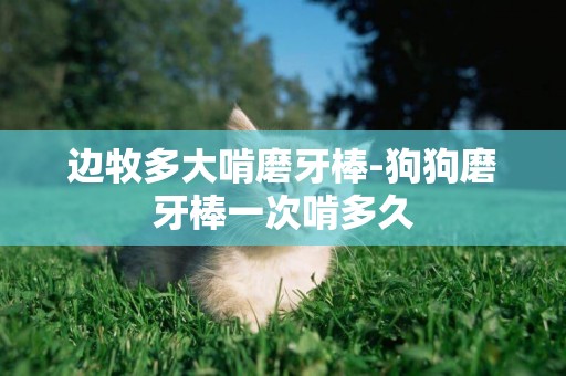 邊牧多大啃磨牙棒-狗狗磨牙棒一次啃多久