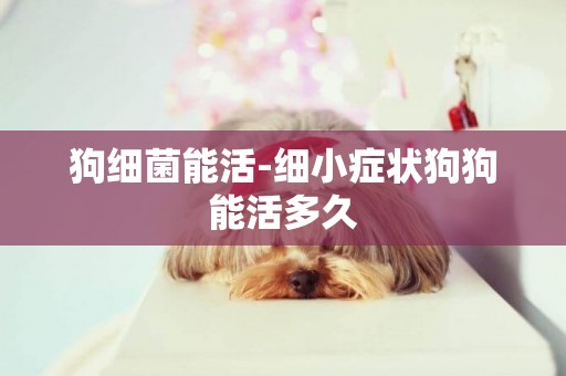 狗細菌能活-細小癥狀狗狗能活多久