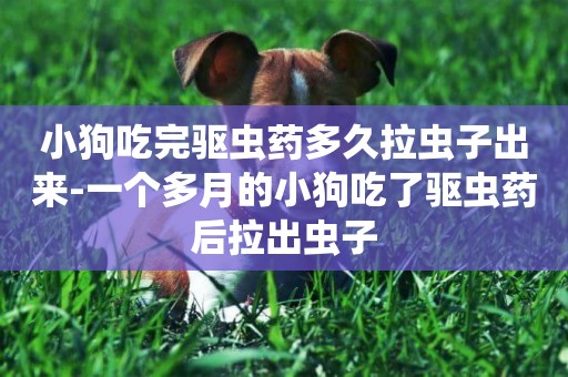 小狗吃完驅蟲藥多久拉蟲子出來-一個多月的小狗吃了驅蟲藥后拉出蟲子