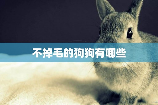 不掉毛的狗狗有哪些