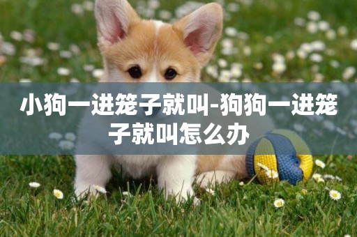 小狗一進籠子就叫-狗狗一進籠子就叫怎么辦