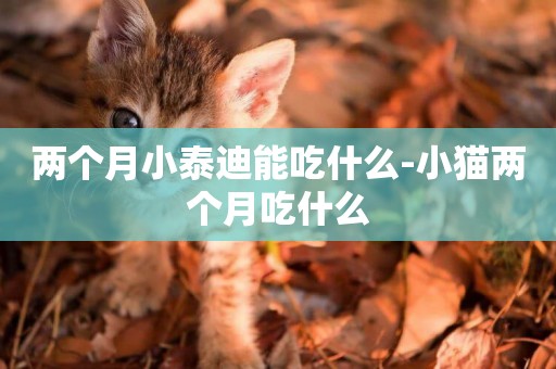 兩個月小泰迪能吃什么-小貓兩個月吃什么