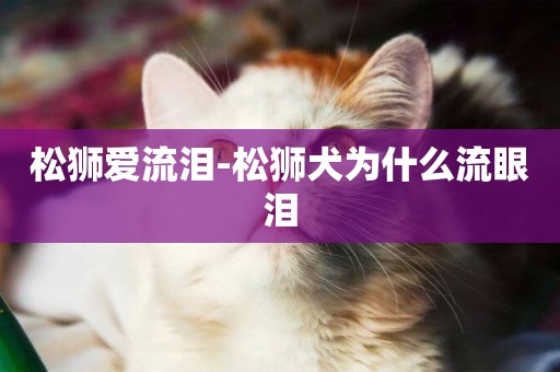 松獅愛流淚-松獅犬為什么流眼淚