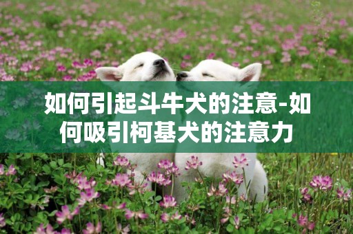 如何引起斗牛犬的注意-如何吸引柯基犬的注意力