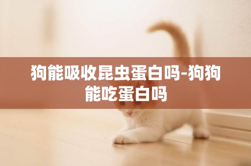 狗能吸收昆蟲蛋白嗎-狗狗能吃蛋白嗎