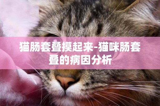 貓腸套疊摸起來-貓咪腸套疊的病因分析