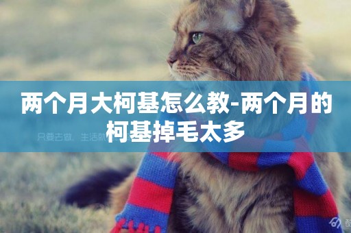 兩個月大柯基怎么教-兩個月的柯基掉毛太多