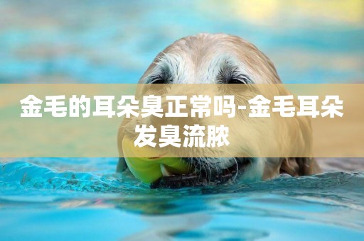 金毛的耳朵臭正常嗎-金毛耳朵發臭流膿