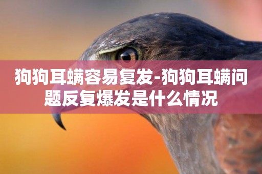 狗狗耳螨容易復發-狗狗耳螨問題反復爆發是什么情況