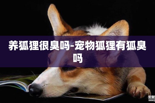 養狐貍很臭嗎-寵物狐貍有狐臭嗎