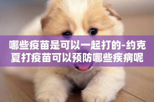 哪些疫苗是可以一起打的-約克夏打疫苗可以預防哪些疾病呢