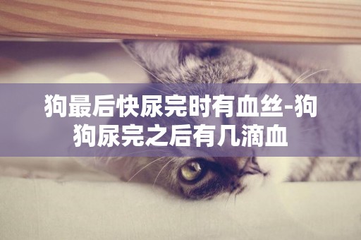 狗最后快尿完時有血絲-狗狗尿完之后有幾滴血