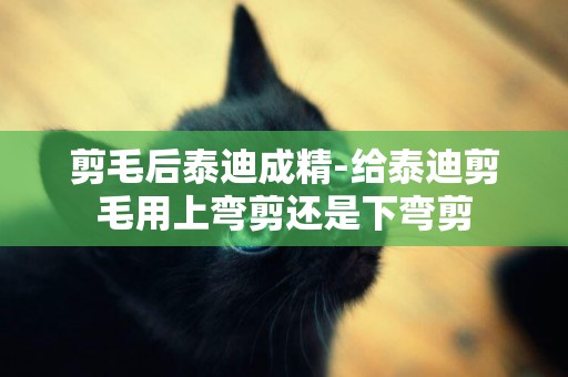 剪毛后泰迪成精-給泰迪剪毛用上彎剪還是下彎剪