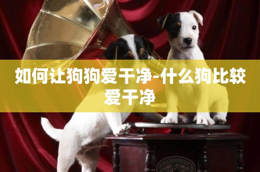 如何讓狗狗愛干凈-什么狗比較愛干凈