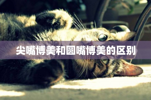 尖嘴博美和圓嘴博美的區別