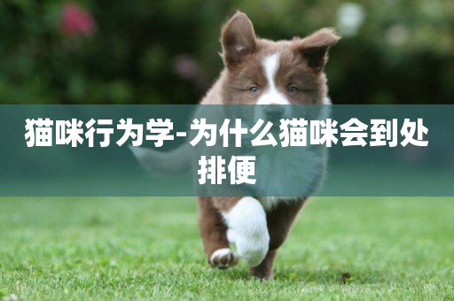 貓咪行為學-為什么貓咪會到處排便
