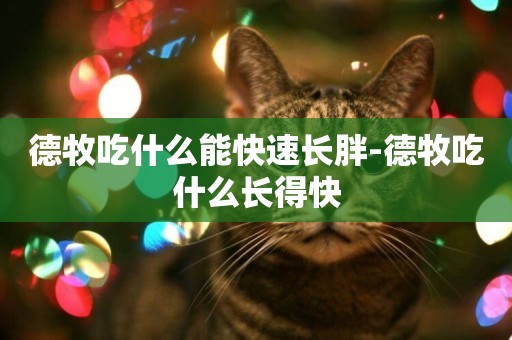 德牧吃什么能快速長胖-德牧吃什么長得快