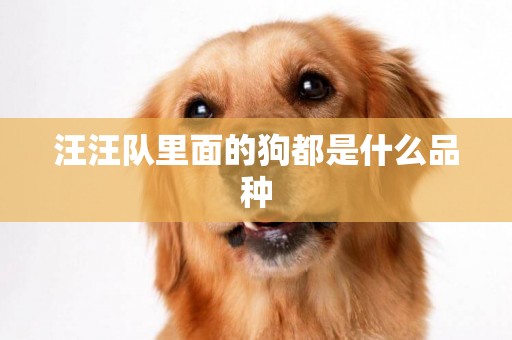 汪汪隊里面的狗都是什么品種