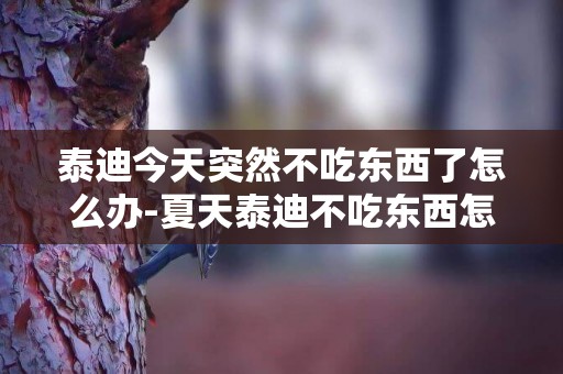 泰迪今天突然不吃東西了怎么辦-夏天泰迪不吃東西怎么辦