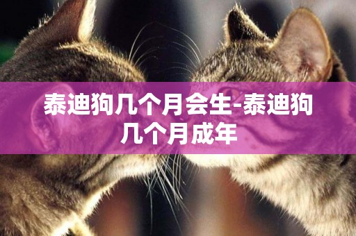泰迪狗幾個月會生-泰迪狗幾個月成年