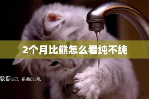 2個月比熊怎么看純不純