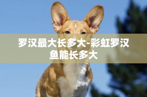 羅漢最大長多大-彩虹羅漢魚能長多大