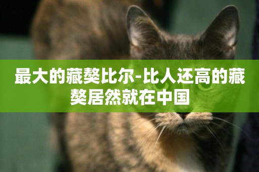 最大的藏獒比爾-比人還高的藏獒居然就在中國