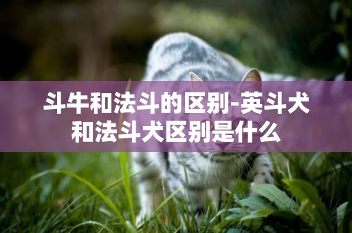 斗牛和法斗的區別-英斗犬和法斗犬區別是什么