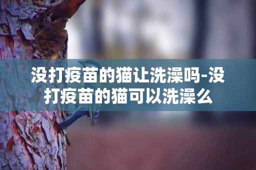 沒打疫苗的貓讓洗澡嗎-沒打疫苗的貓可以洗澡么