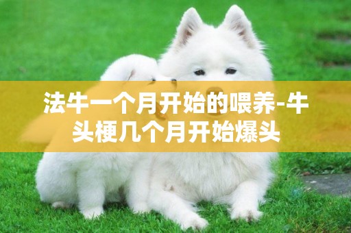 法牛一個月開始的喂養-牛頭梗幾個月開始爆頭